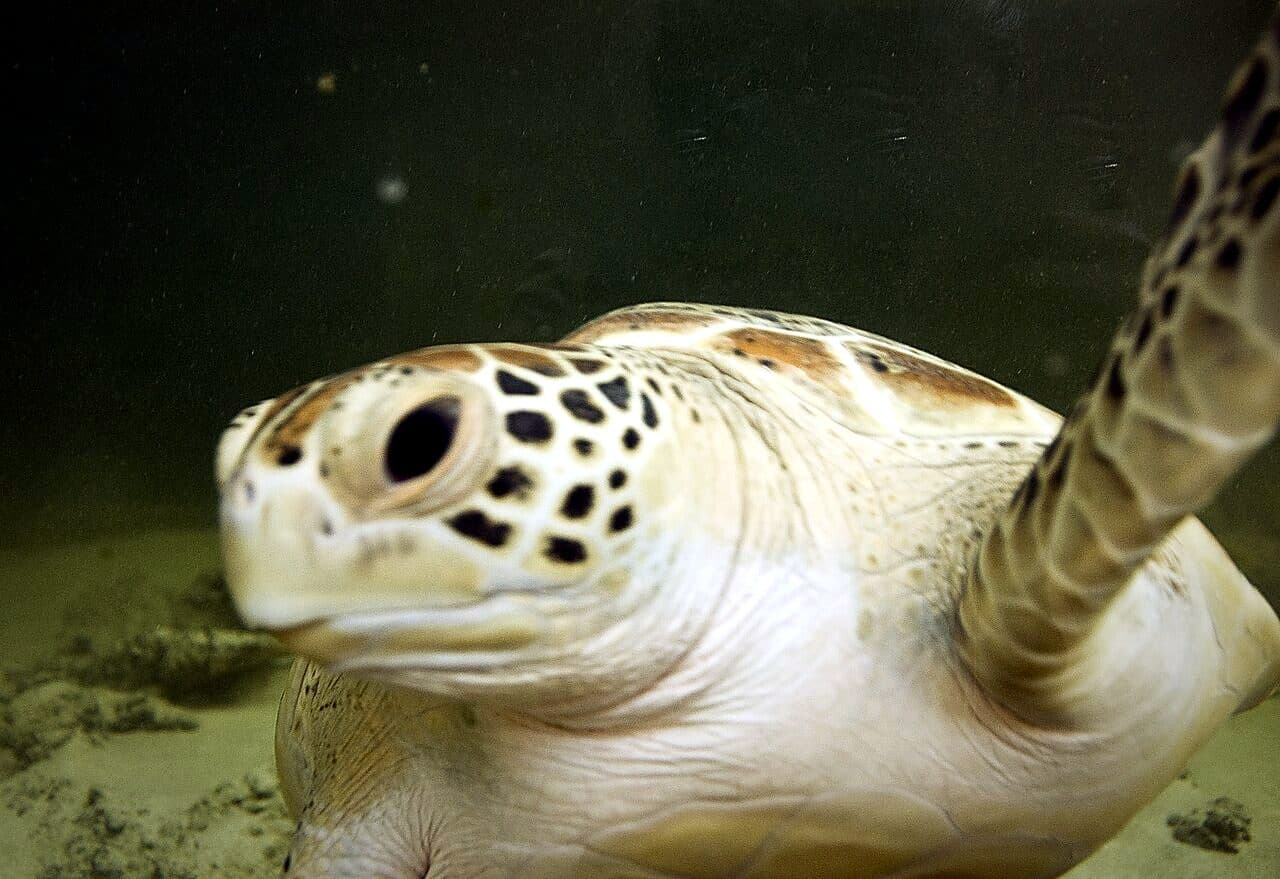 A green sea turtle swimming over a reef — one of the two species that nest on Pulau Redang